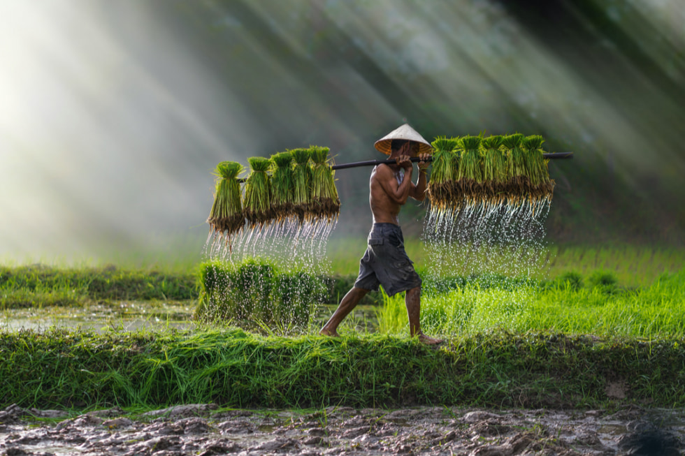 Vietnam farmer Bearing seedlings of rice to plant.